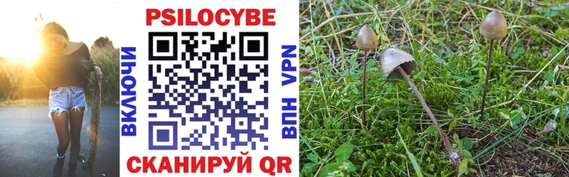 закладка  Осинники  Галлюциногенные грибы Cubensis 